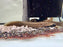 * Other Species * Macrognathus Circumcinctus (Half Banded Spiny Eel)