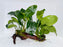 * Plants* Anubias Nana on Spiderwood #117