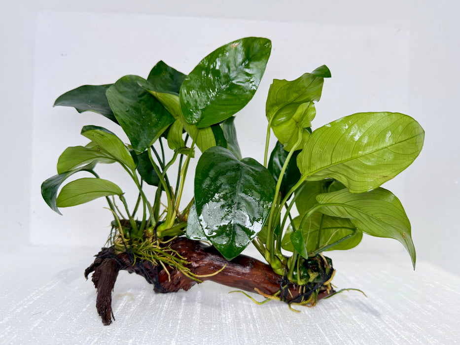 * Plants* Anubias Nana on Spiderwood #117