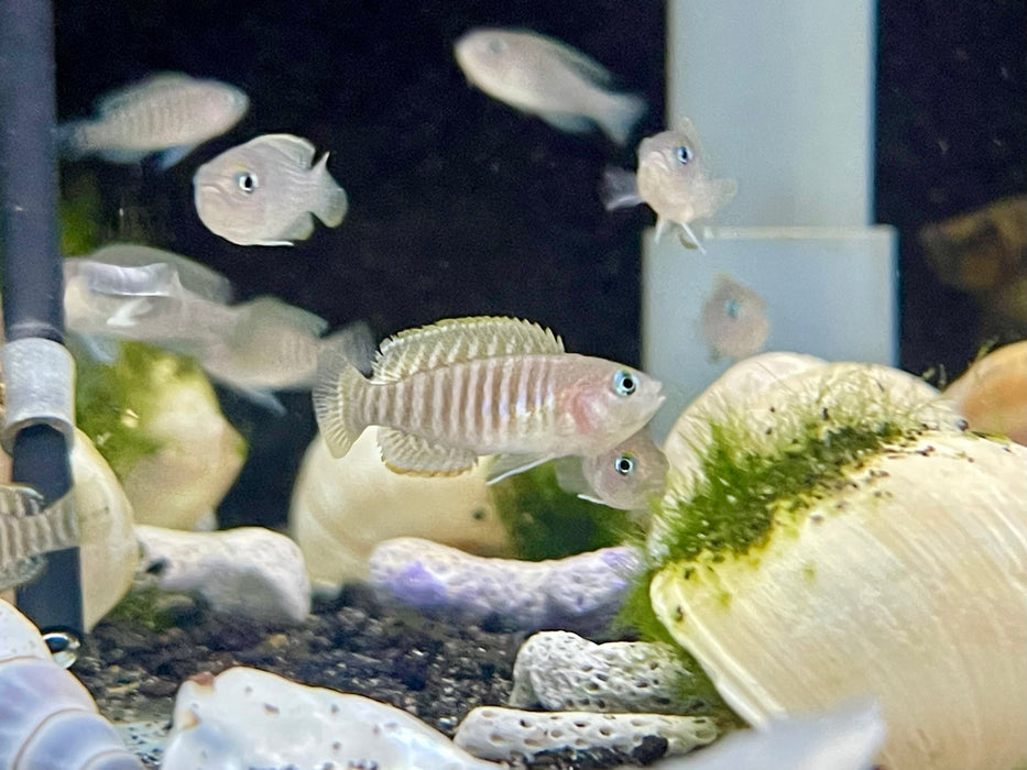 * Cichlids *  Neolamprologus multifasciatus (Multies) 3-4cm