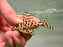 * Pleco *  L236 Super Yellow 6-8cm