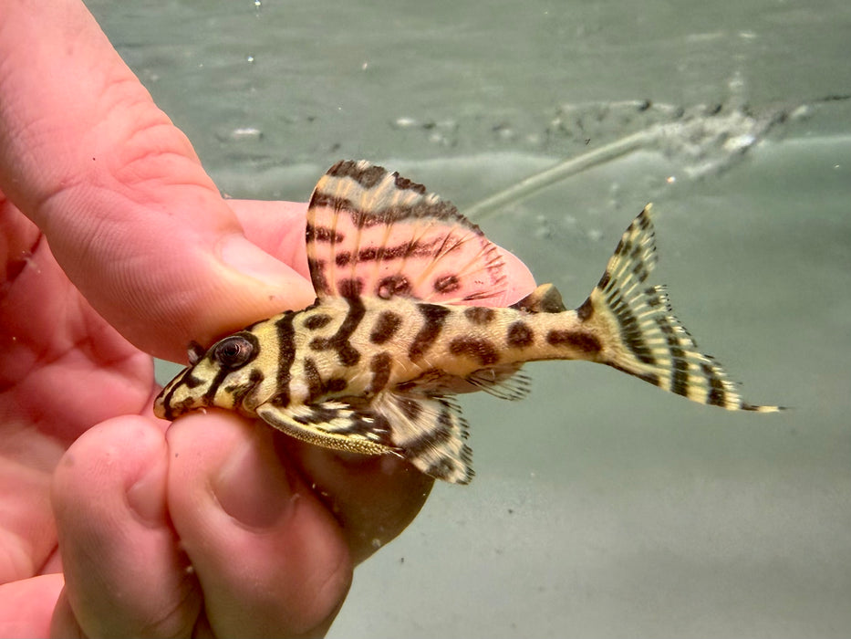 * Pleco *  L236 Super Yellow 6-8cm