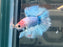 * Betta * Junior DTHM Doubletail Halfmoon (Actual Fish) #18