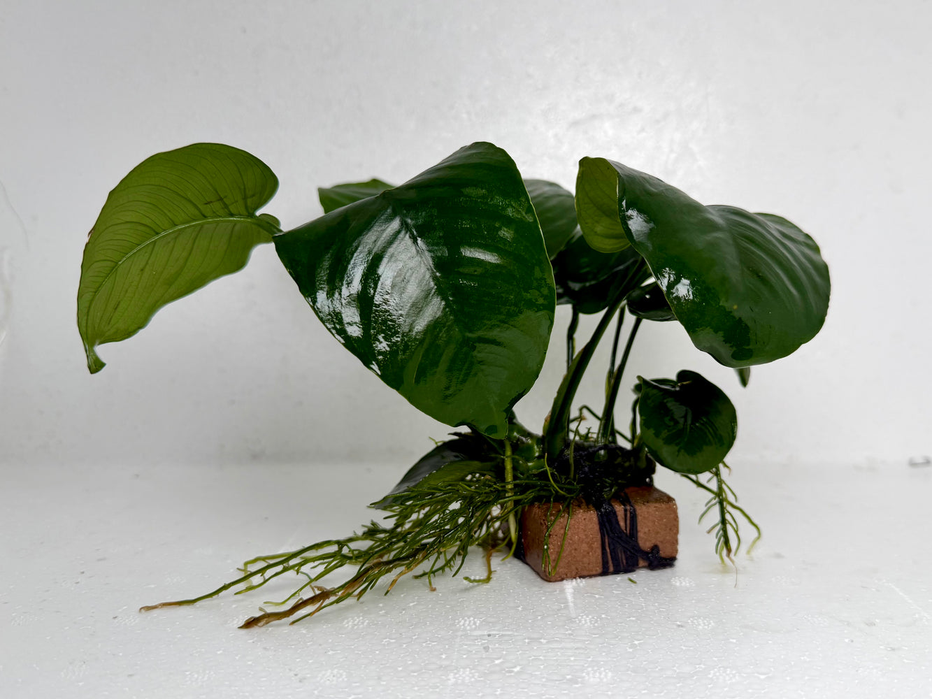 * Plants* Anubias Nana on Rock #15