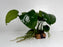 * Plants* Anubias Nana on Rock #15