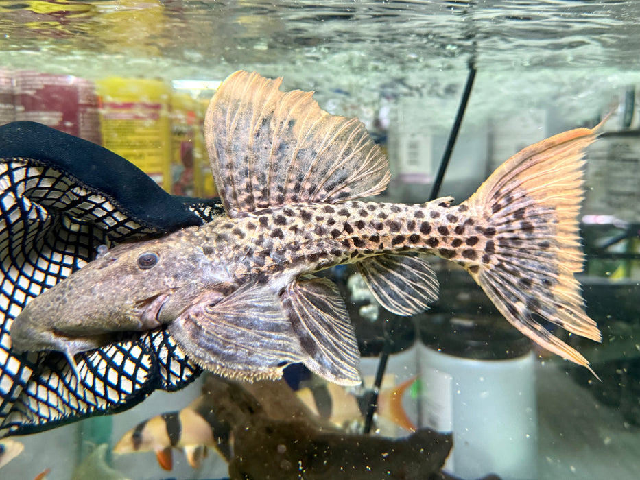 * Pleco * L273 titanic pleco 26cm #27308 (Actual piece)
