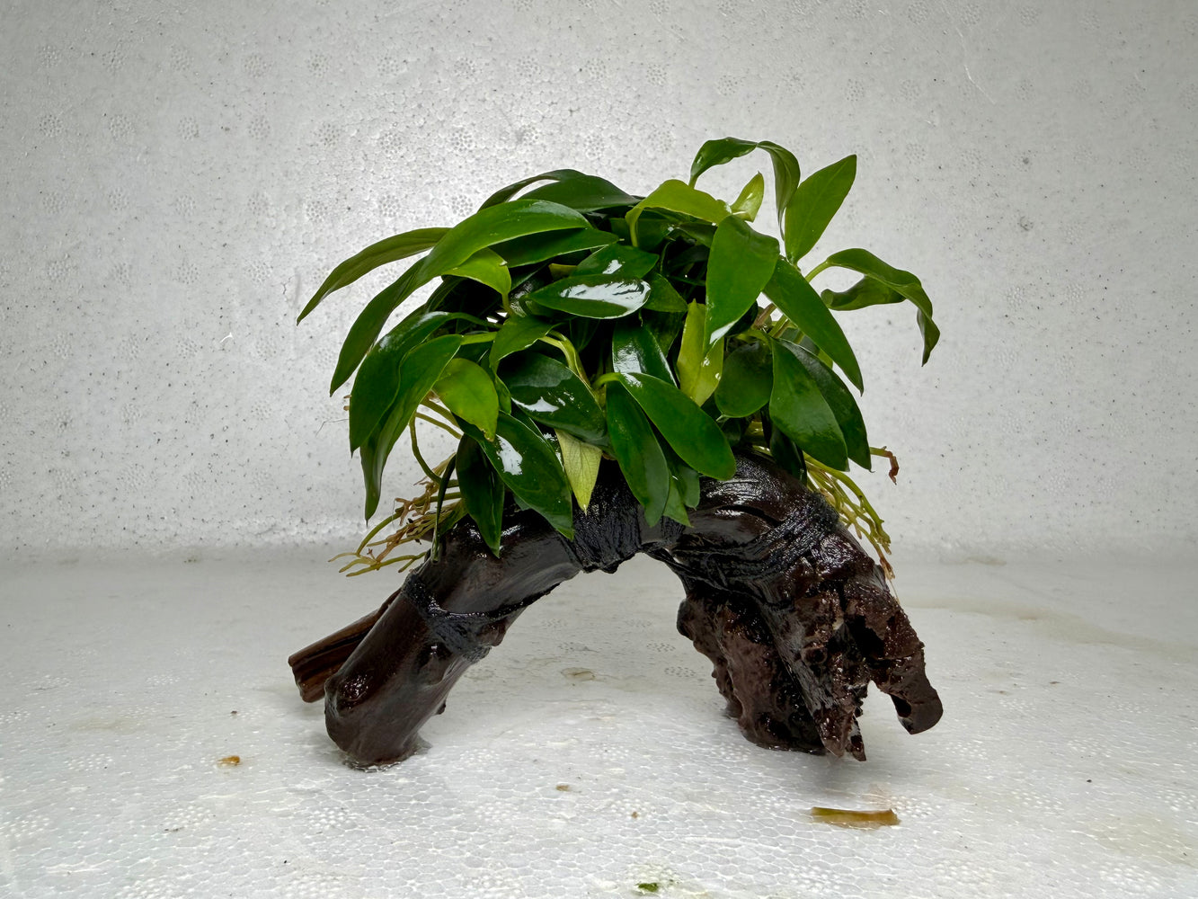 * Plants* Anubias Glabra on Spiderwood #81