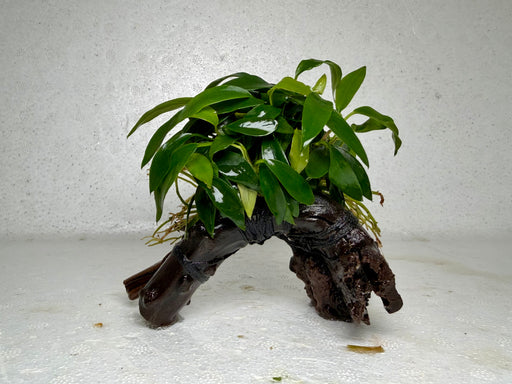 * Plants* Anubias Glabra on Spiderwood #81