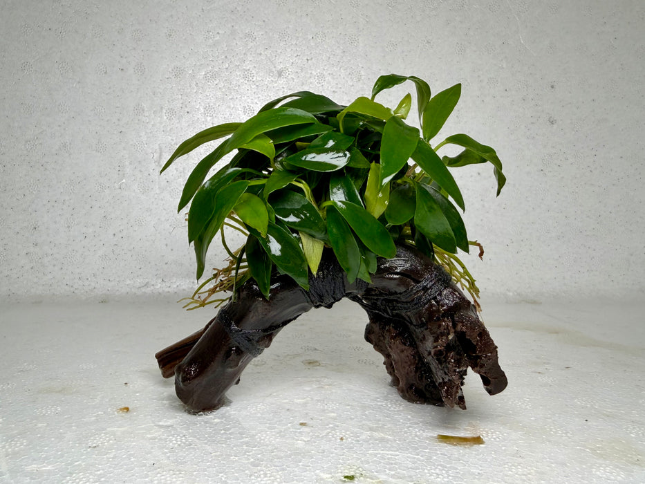 * Plants* Anubias Glabra on Spiderwood #81