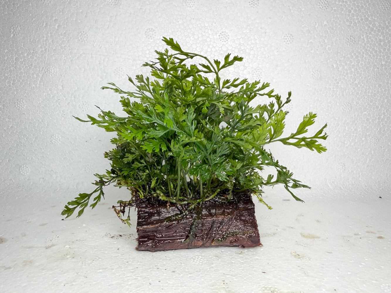 * Plants* Mini Bolbitis On Driftwood Small #MBDS