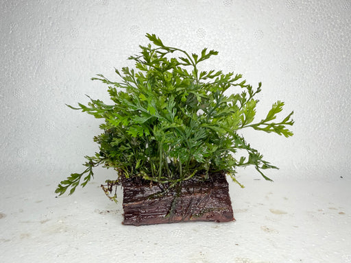 * Plants* Mini Bolbitis On Driftwood Small #MBDS