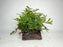 * Plants* Mini Bolbitis On Driftwood Small #MBDS
