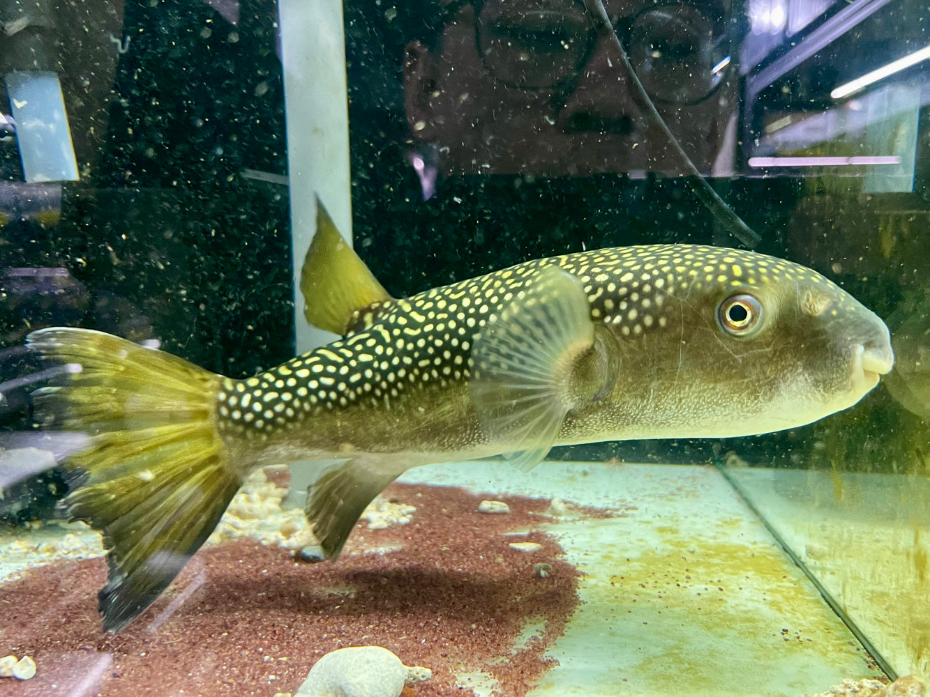 * Other Species * Chelonodontops bengalensis (Bengal reticulated puffer) 28-30cm