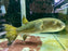 * Other Species * Chelonodontops bengalensis (Bengal reticulated puffer) 28-30cm