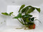 * Plants * Anubias Nana on Rock #38