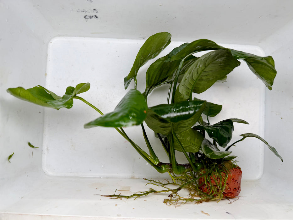 * Plants * Anubias Nana on Rock #38
