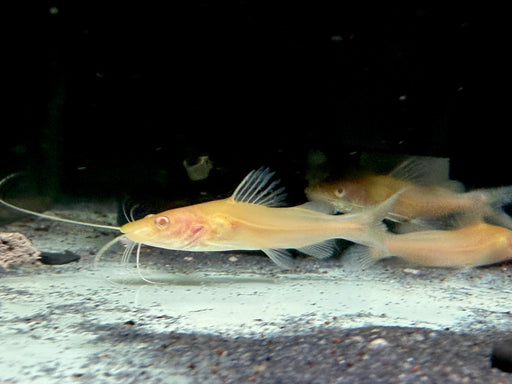 * Catfish * Hemibagrus Wyckioides Albino (Albino Asian Red Tail Catfish) 6-8cm