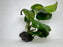 * Plants* Anubias Nana on Rock #13