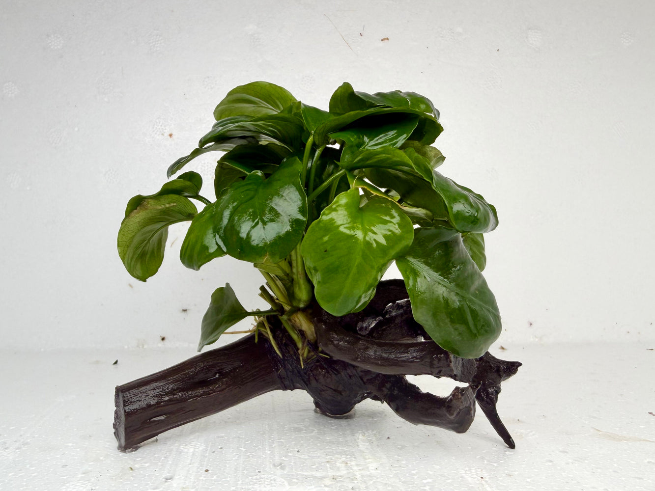 * Plants * Anubias Coin on Spiderwood #152