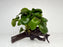 * Plants * Anubias Coin on Spiderwood #152
