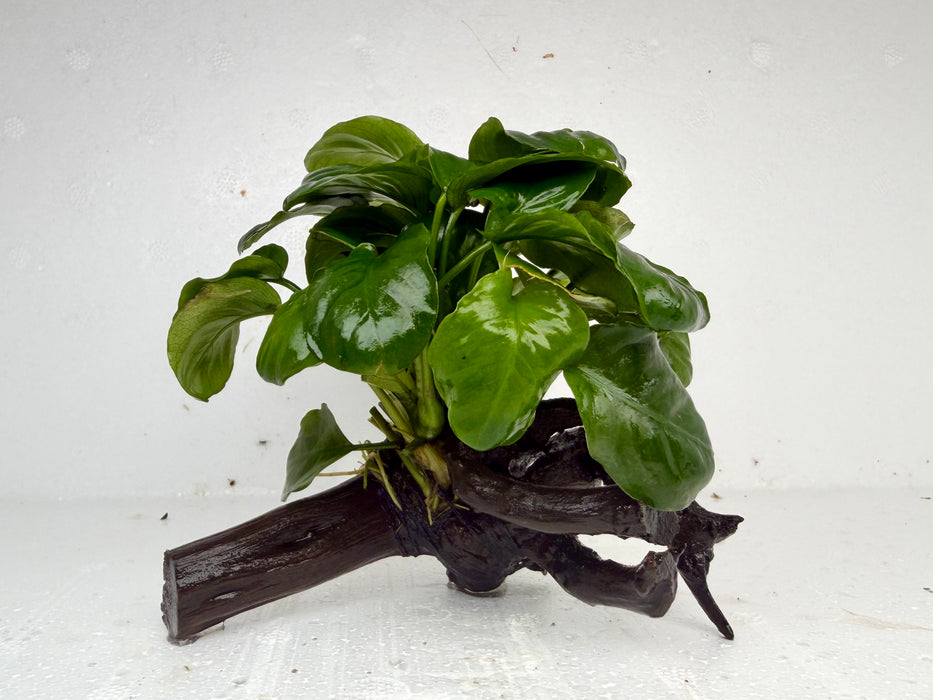 * Plants * Anubias Coin on Spiderwood #152