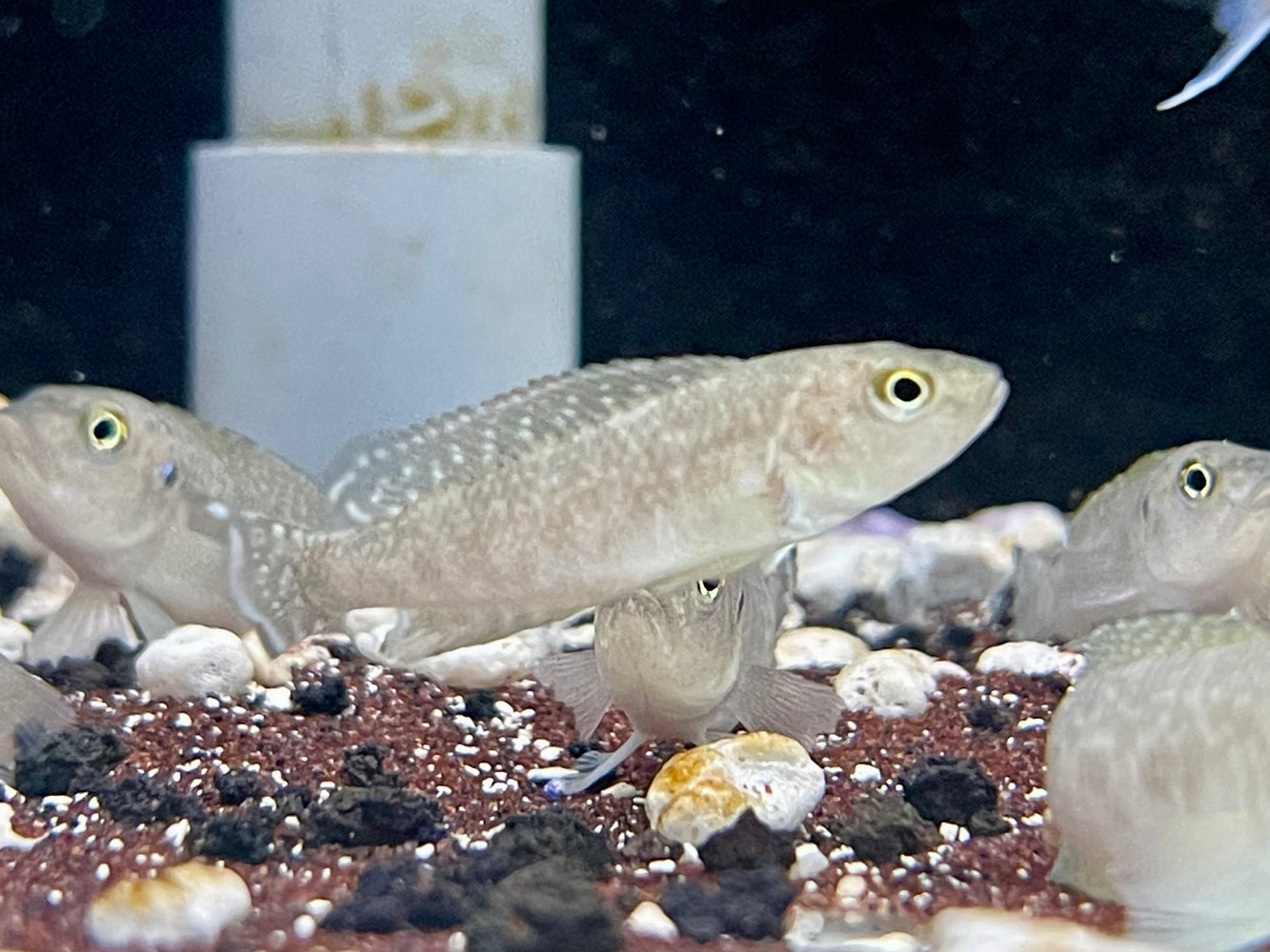 * Cichlids *  Lamprologus callipterus (Giant shell dweller) 5-6cm