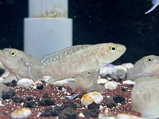 * Cichlids *  Lamprologus callipterus (Giant shell dweller) 5-6cm