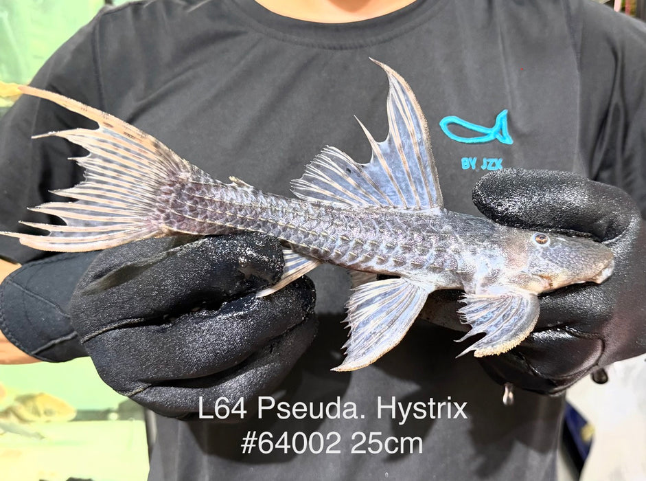 * Pleco * Pseudacanthicus sp. L64 (25cm) #64002 (Actual Piece)