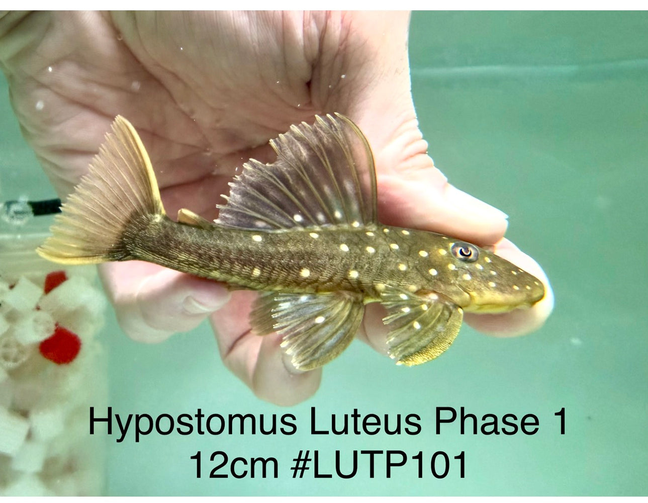 * Pleco *  Hypostomus Luteus phase 1 12cm #LUTP101 (Actual Piece)