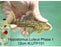 * Pleco *  Hypostomus Luteus phase 1 12cm #LUTP101 (Actual Piece)