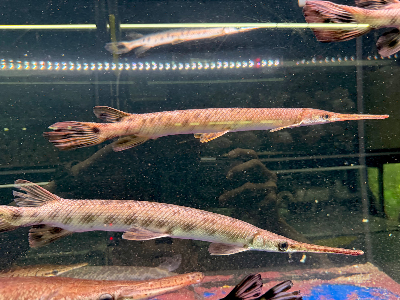 * Other Species * Lepisosteus osseus (Long Nose Gar) 40-45cm