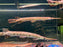 * Other Species * Lepisosteus osseus (Long Nose Gar) 40-45cm