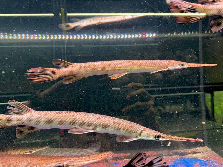 * Other Species * Lepisosteus osseus (Long Nose Gar) 40-45cm