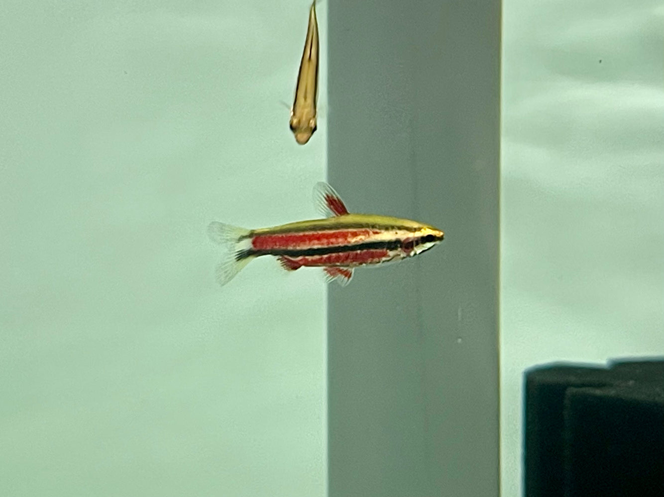 * Tetra/Barb  * Nannostomus rubrocaudatus (Coral Purple Pencil fish)