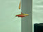 * Tetra/Barb  * Nannostomus rubrocaudatus (Coral Purple Pencil fish)