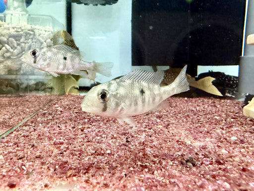 * Cichlid * Gymnogeophagus Labiatus