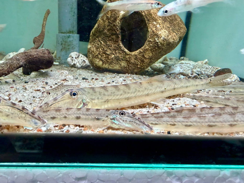 * Other Species * Acantopsis Choirorhynchos (Horse face loach) 12-14cm
