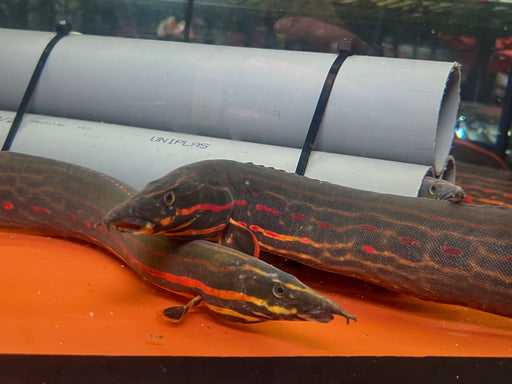 * Other Species * Mastacembelus erythrotaenia (Fire eel) 40-60cm