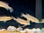 * Cichlids * Crenicichla(Lacustria) Tuca (Toucan Pike Cichlid) 6-8cm *RARE*