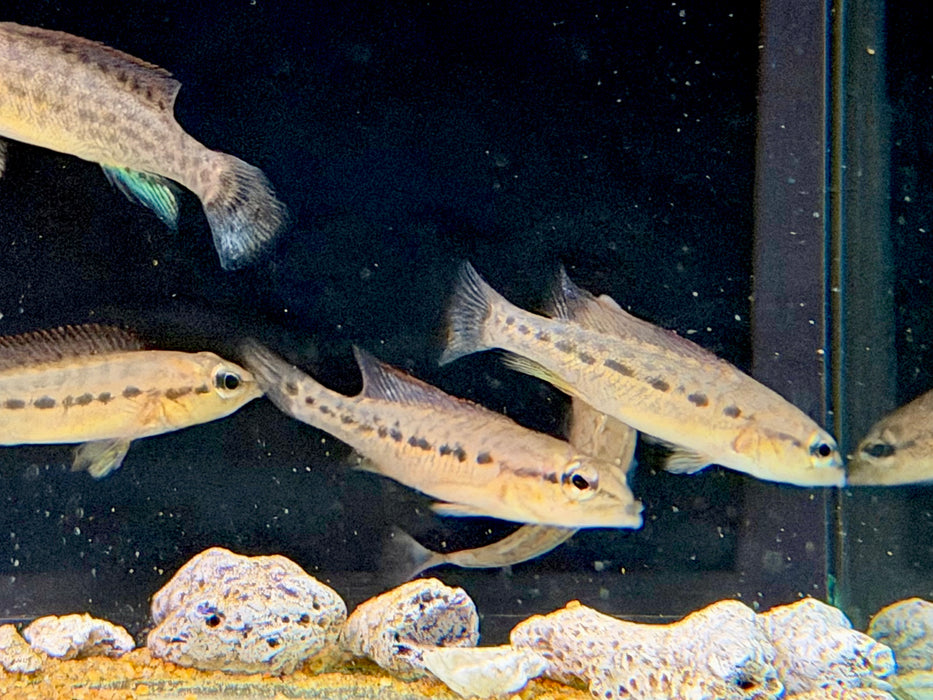 * Cichlids * Crenicichla(Lacustria) Tuca (Toucan Pike Cichlid) 6-8cm *RARE*
