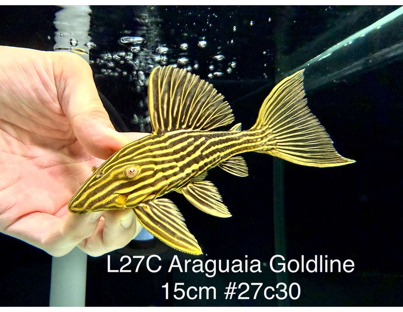* Pleco *  Panaque armbrusteri (L27C Araguaia GOLDLINE) 15cm #27c30 (Actual piece)