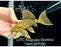 * Pleco *  Panaque armbrusteri (L27C Araguaia GOLDLINE) 15cm #27c30 (Actual piece)