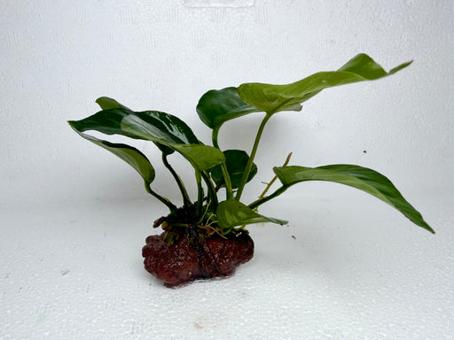 * Plants* Anubias on small rock #ABR