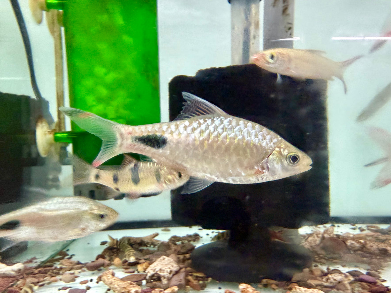 * Tetra/Barb * Dawkinsia assimilis (Mascara Barb)