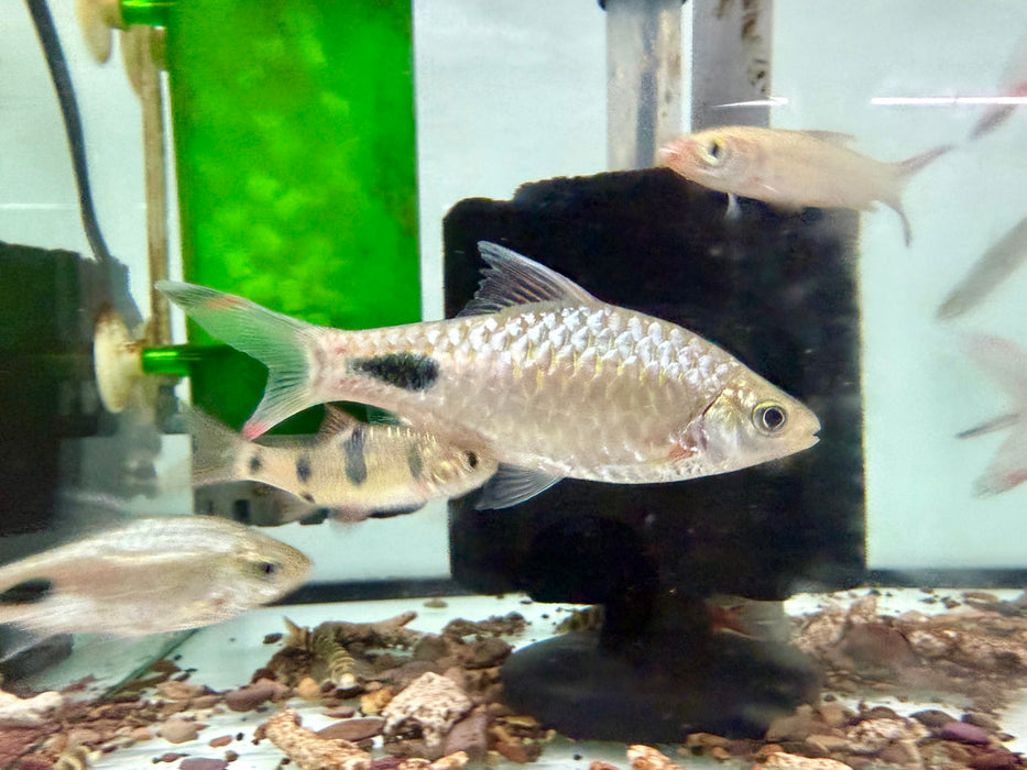 * Tetra/Barb * Dawkinsia assimilis (Mascara Barb)