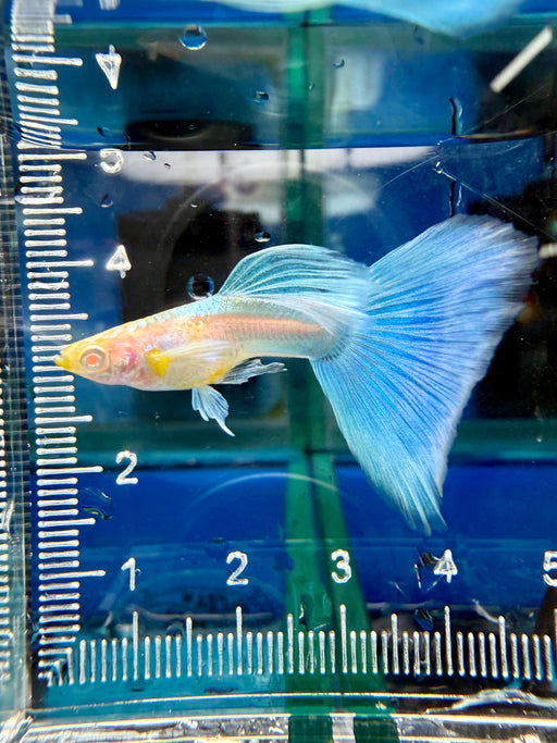 * Livebearers *  Japan Blue Albino Guppy
