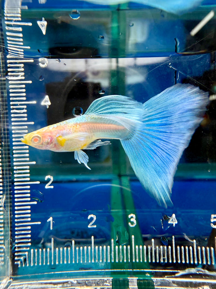 * Livebearers *  Japan Blue Albino Guppy