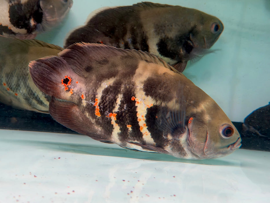 * Cichlids * Astronotus sp. Bahia red 20-22cm