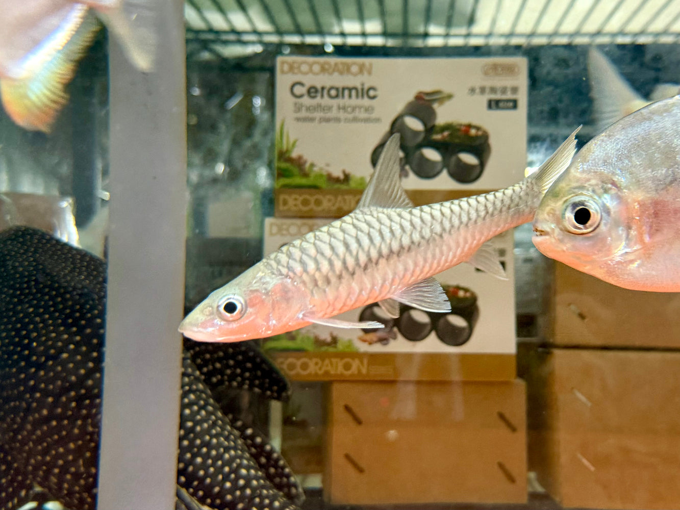 * Other Species * Tor Putitora (Gold Mahseer) 15-16cm