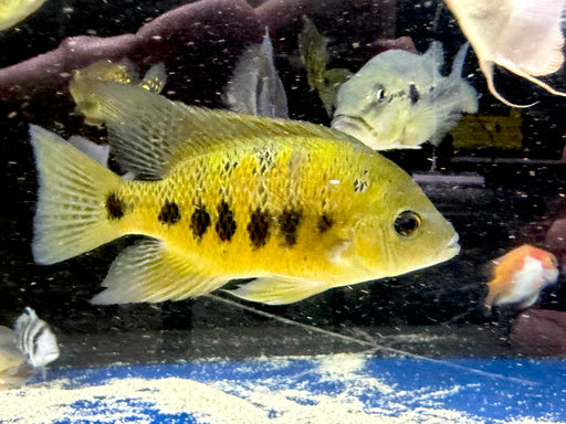 * Cichlids *  Cincelichthys bocourti (Chisel-tooth Cichlid) 12-15cm